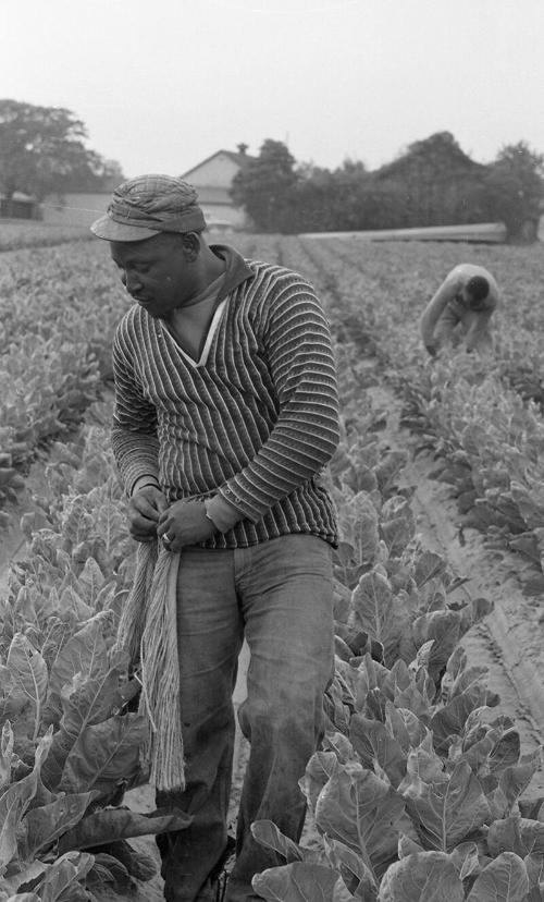 Lettuce Picking 2