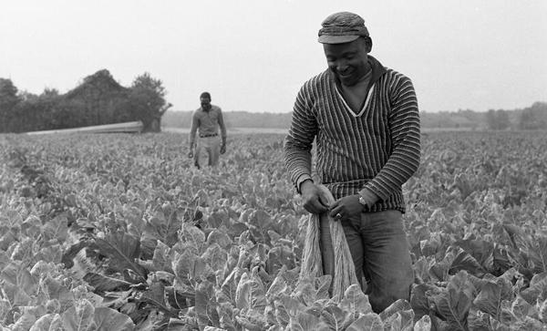 Lettuce Picking 3