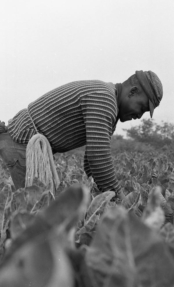 Portrait of a Farmworker 3