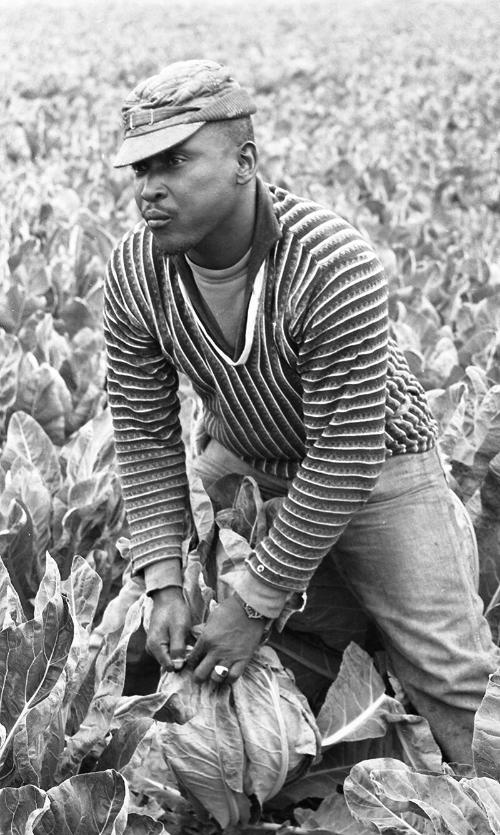 Portrait of a Farmworker 4