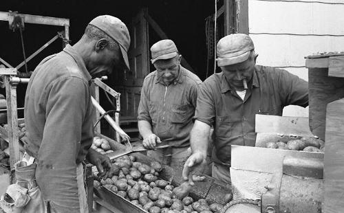 Sorting Potatoes