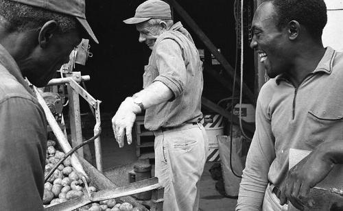 Sorting Potatoes 3