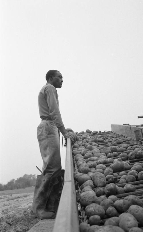 Harvesting Potatoes 2