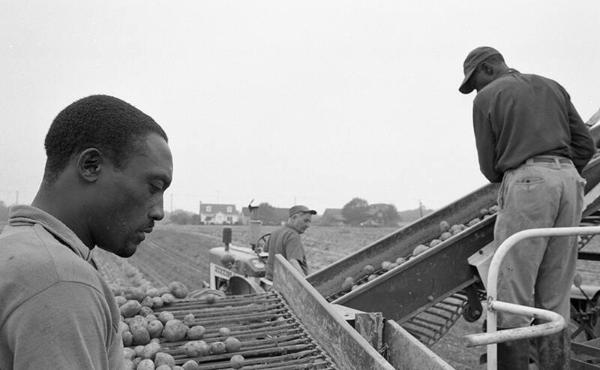 Harvesting Potatoes 3