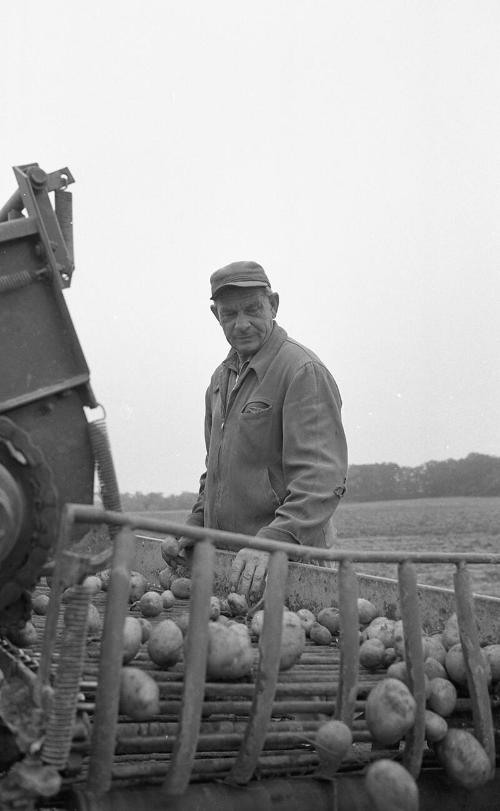 Harvesting Potatoes 4