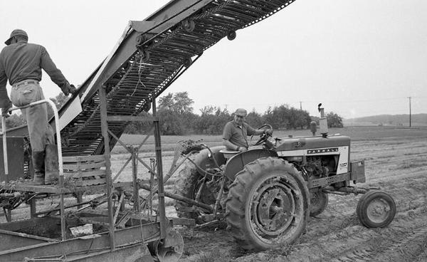 Harvesting Potatoes 5