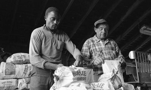 Portrait of a Farmworker 16