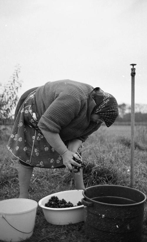 Portrait of a Farmworker 17