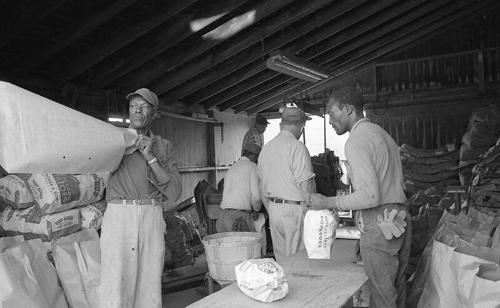 Portrait of Five Farmworkers 1