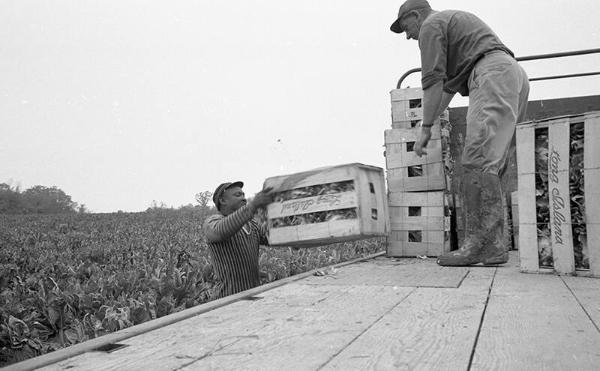 Portrait of Two Farmworkers 5