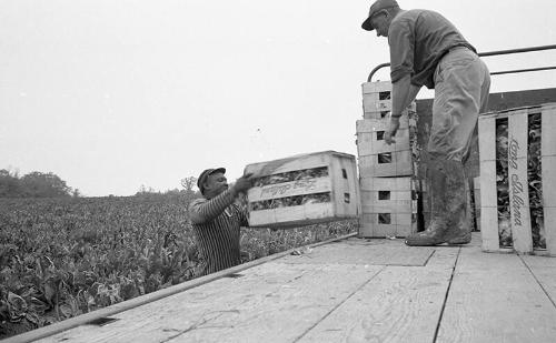 Portrait of Two Farmworkers 5