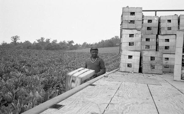 Portrait of a Farmworker 22