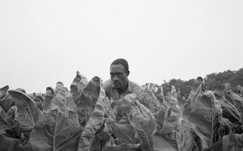 Portrait of a Farmworker 23