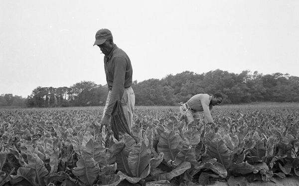 Portrait of Lettuce Pickers