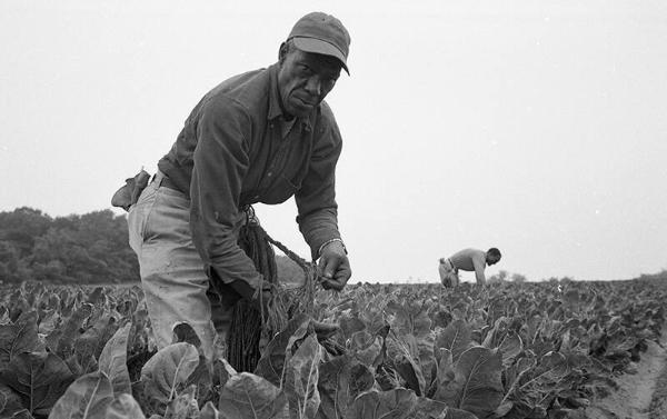 Portrait of Lettuce Pickers 2