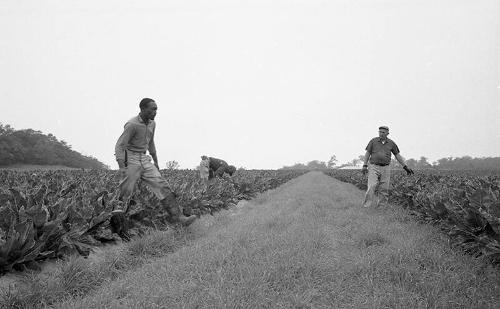 Portrait of Lettuce Pickers 3