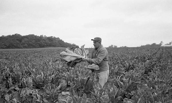 Farmer in a Field