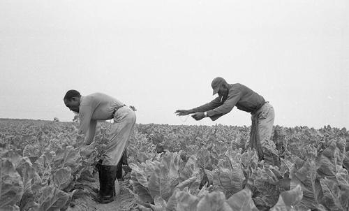 Farmers in a Field