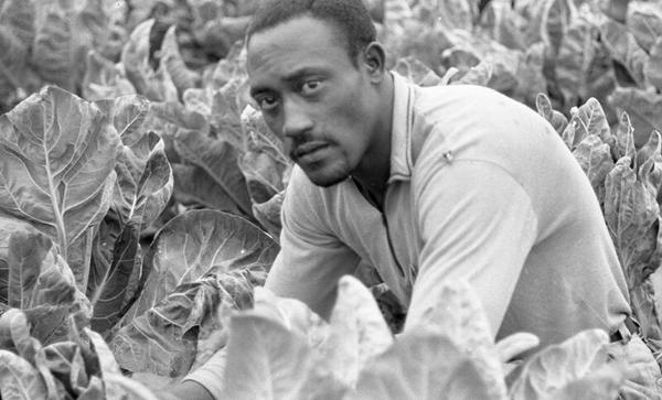 Farmer Sitting in a Field