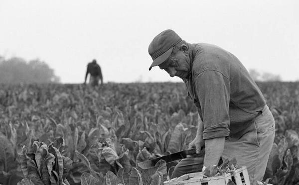 Farmers in a Field 2