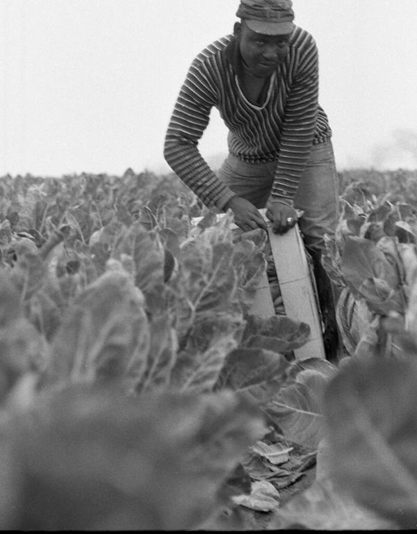 Farmer in a Lettuce Field