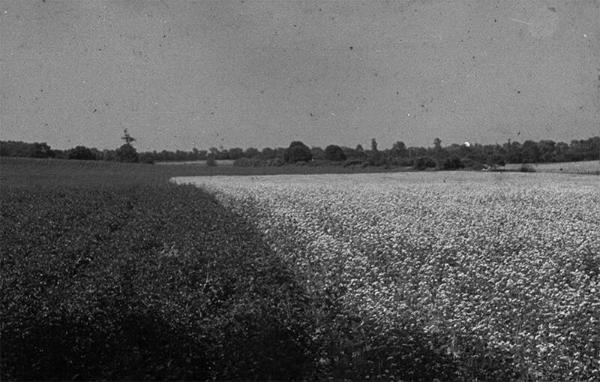 Potato and Buckwheat Fields 
