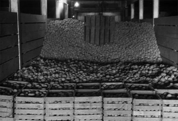 Potato Crop in Storage 
