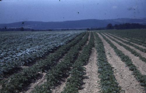 Gardner Farms in Tully, NY 
