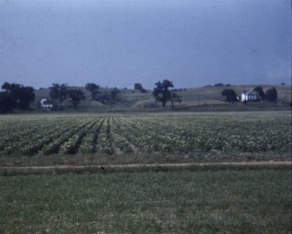 Potato Field on Gardner Farms in Tully, NY 
