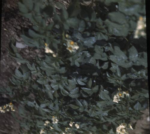 Potatoes in Bloom 
