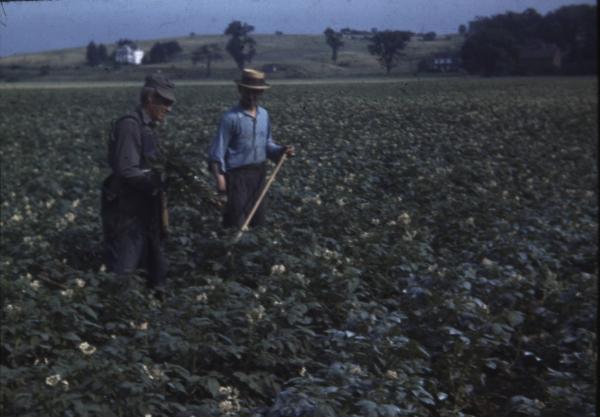 Two Men in a Potato Field 
