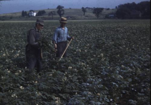 Two Men in a Potato Field 
