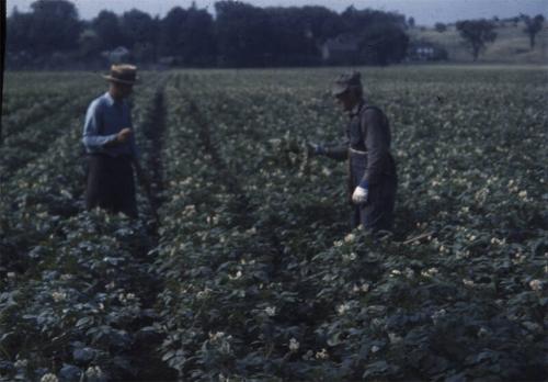 Two Men Working in a Potato Field 
