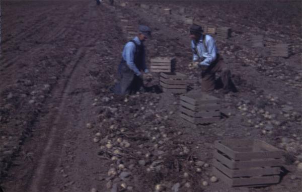 Digging Potatoes 
