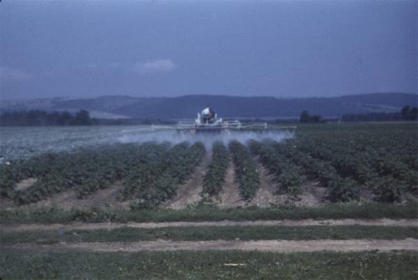 Spraying Potatoes 
