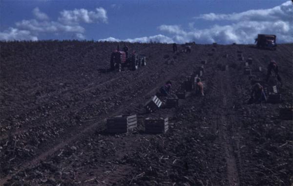 Digging Potatoes on Gardner Farm 
