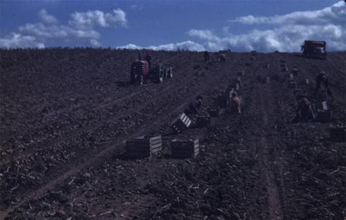 Digging Potatoes on Gardner Farm 
