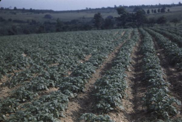 Potatoes Growing 
