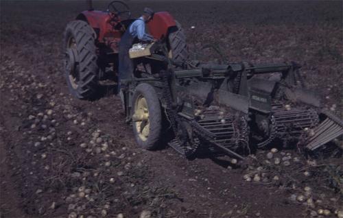 Mechanically Digging Potatoes 
