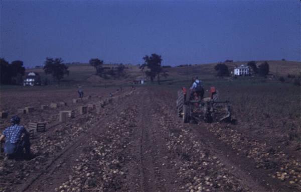 Potato Digging on Gardner Farms 
