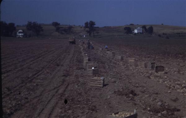 Picking Potatoes in Tully, NY 
