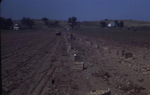 Picking Potatoes in Tully, NY 
