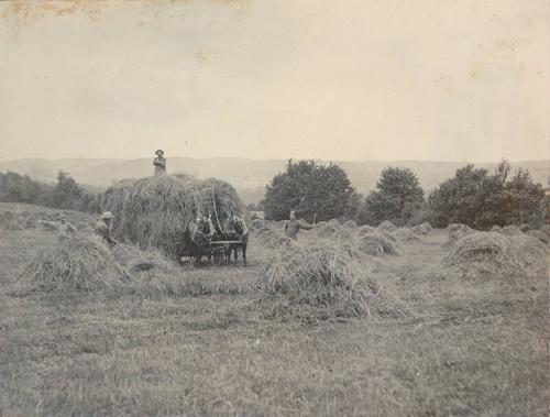 Harvesting Hay 
