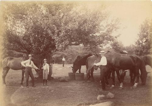 Horses out to Pasture 
