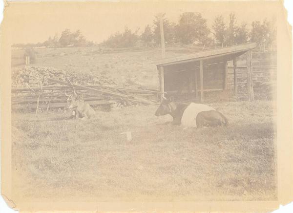 Belted Galway Cow 
