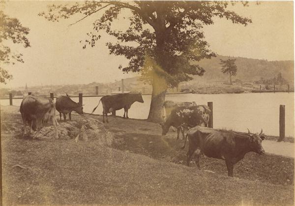 Cows in a Pasture 
