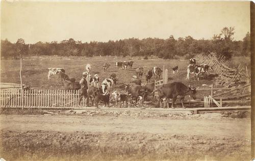 Cows Leaving a Pasture 
