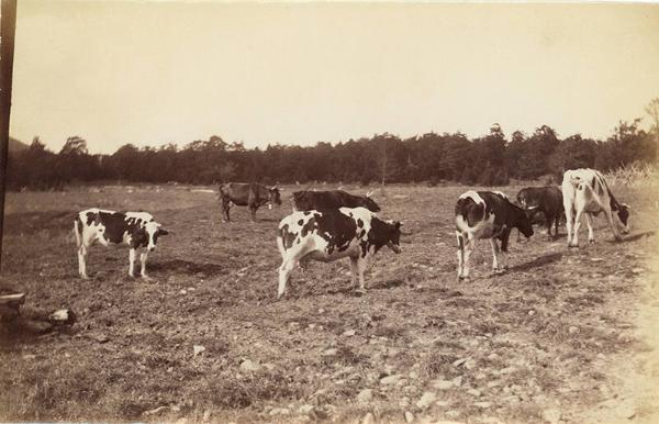 Grazing Dairy Cows 
