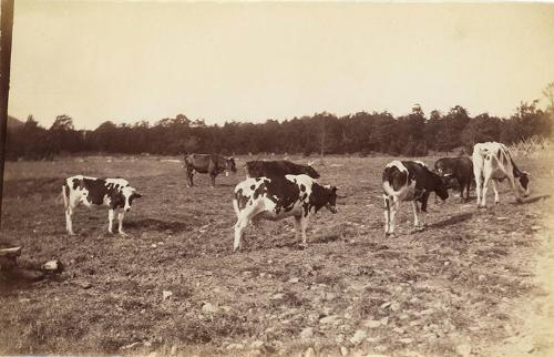 Grazing Dairy Cows 
