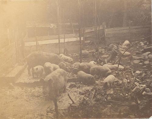 Sows and Piglets in a Pen 
